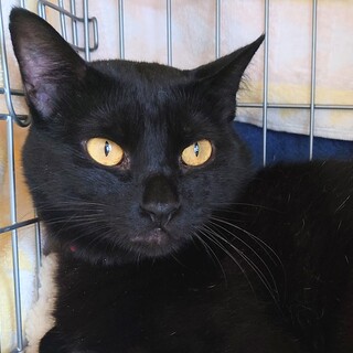 初心者OK！性格花丸！福ちゃん(仮)