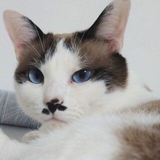 青いおめめのリノちゃん！