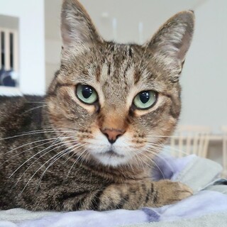 木箱の中の猫たち　ミシェルさん(仮)