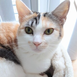 木箱の中の猫たち　ステイシーさん(仮)