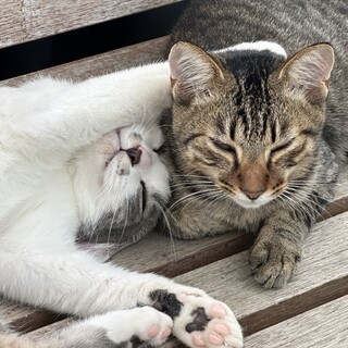 ⭐︎急募⭐︎可愛い兄弟猫ちゃん(生後7ヶ月ほど)