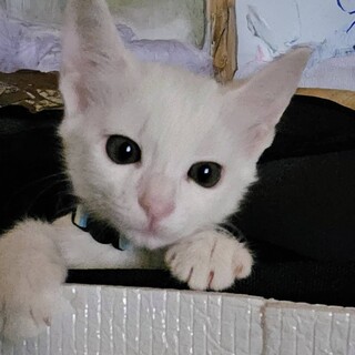 やんちゃな女の子ふぅちゃん