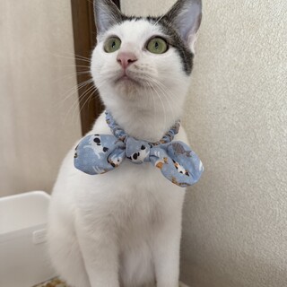 かわいいぴーくん❣️