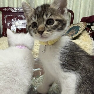 鍵しっぽのなっちゃん