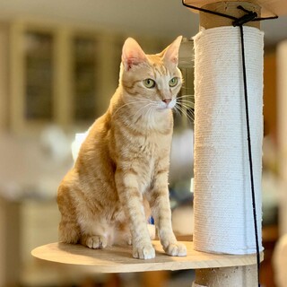 甘えん坊な茶トラ男子「クッキー」くん