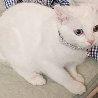 オッドアイのミルクちゃん