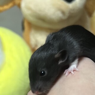 ファンシーラットのベビーの里親さんを募集します。