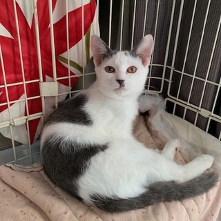 避妊MC済ワオキツネザルみたいなカロリーちゃん