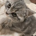 生後2ヶ月   ミックス♀