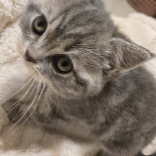 生後2ヶ月   ミックス♀