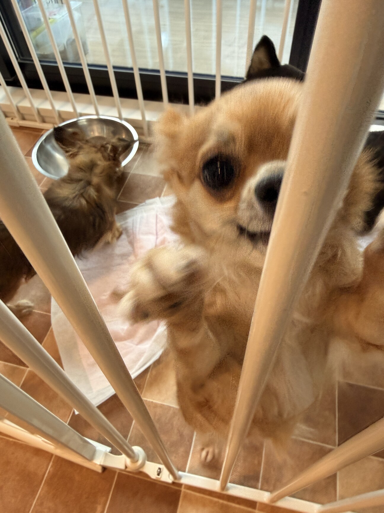 祖母が大切に育てたチワワ」大阪府 - 犬の里親募集(531881