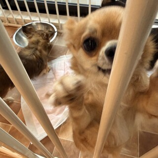 祖母が大切に育てたチワワ「あんず」ですお願いします