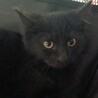 まんまる お目目の黒猫女の子 2ヶ月半 サムネイル3