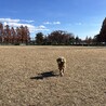 さいたま市在住のしんのすけ１２歳。アジリティを楽しんでいます。