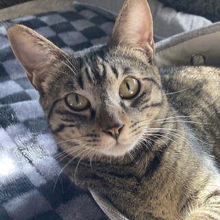 おっとりした性格の男の子　茶々丸くん