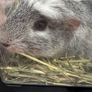 モルモット里親様募集