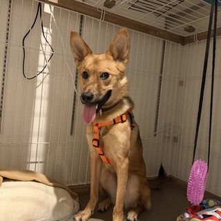 鱈男(旧チャリ)