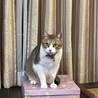 ネギタコ
