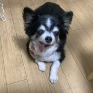 シニアだけど性格ヨシ、とっても可愛いロッタちゃん