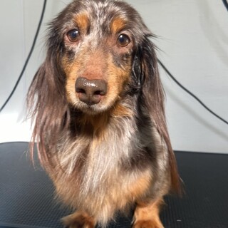 ミニチュアダックス女の子