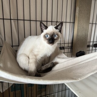 生後4ヶ月抱っこできるシャービビリボーイ