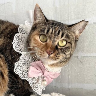 【12/14東銀座】いろはちゃん★１歳♪