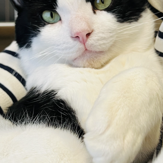 ひざ乗り大好き！ 塩顔ハチワレ超甘えん坊くん