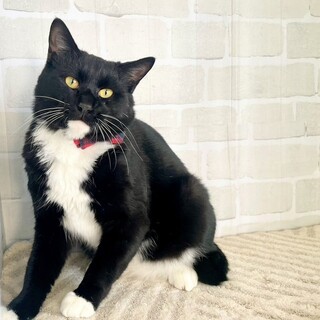 【12/14東銀座】クックくん★１歳♪