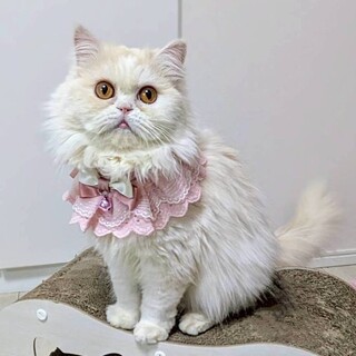 【12/27東銀座】チコちゃん★１歳♪