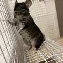 チンチラスタグレ男の子