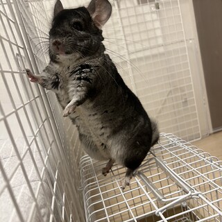 チンチラスタグレ男の子