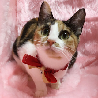 �l����D���I�Ȃ�Ȃ�̎O�сw���܂��x�V�J��