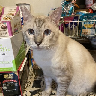 ご飯大好き♡体の大きいシャム系の男の子　たま太郎