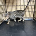 ベンガル雌　1