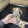 ベンガル雌　1 サムネイル2