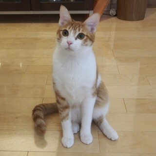 【12/7三田】初心者歓迎みんなスリゴロお膝猫