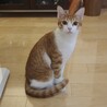 【1/25浜松町】初心者歓迎みんなスリゴロお膝猫 サムネイル6