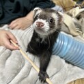 【一時締め】可愛らしいフェレット2人
