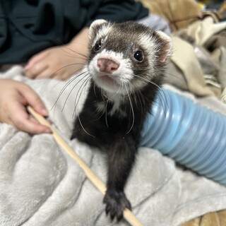 【一時締め】可愛らしいフェレット2人