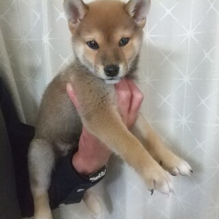 柴犬子犬（血統書付き）の里親さん募集します！