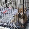 柴犬子犬（血統書付き）の里親さん募集します！ サムネイル2