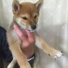 柴犬子犬（血統書付き）の里親さん募集します！ サムネイル3