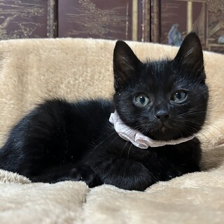 ちびっこ元気な3妹兄弟の黒猫ちゃん