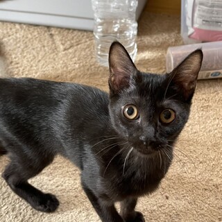 かぐらくん⭐︎兄妹も居ます！