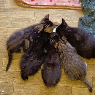 子猫もらって下さい