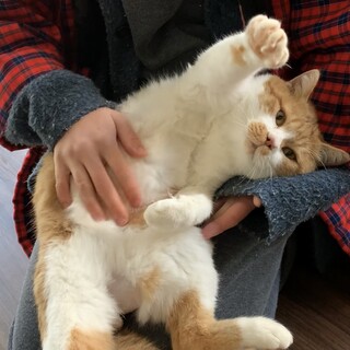 とても人懐っこい子です！去勢済み・ワクチン接種済み