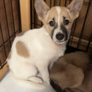 期限超過にて引き出し。殺処分をなくしたいです！