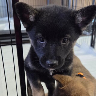 この子を助けてください