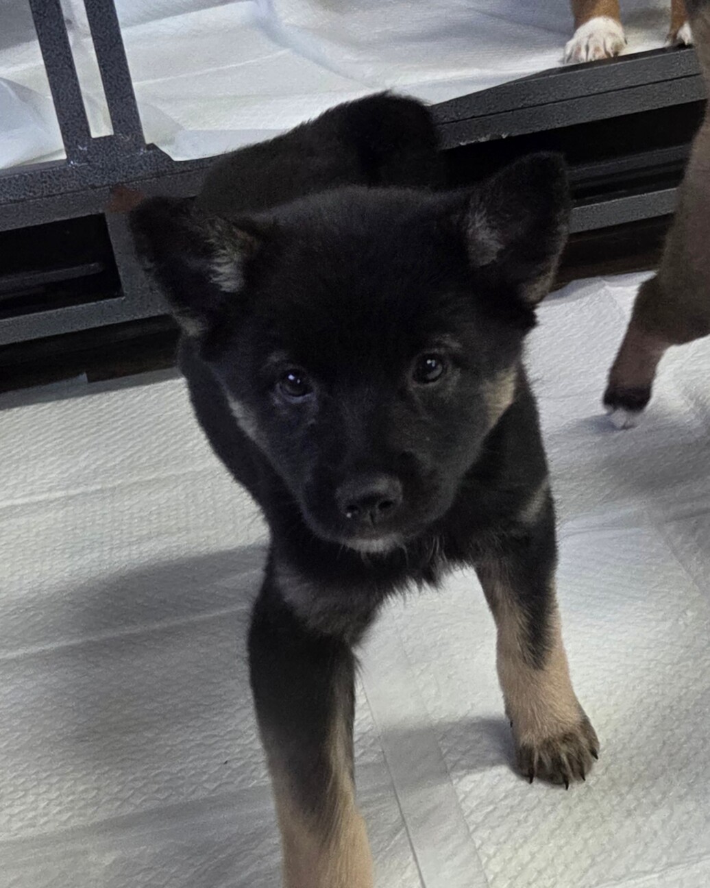 この子を助けてください サムネイル2