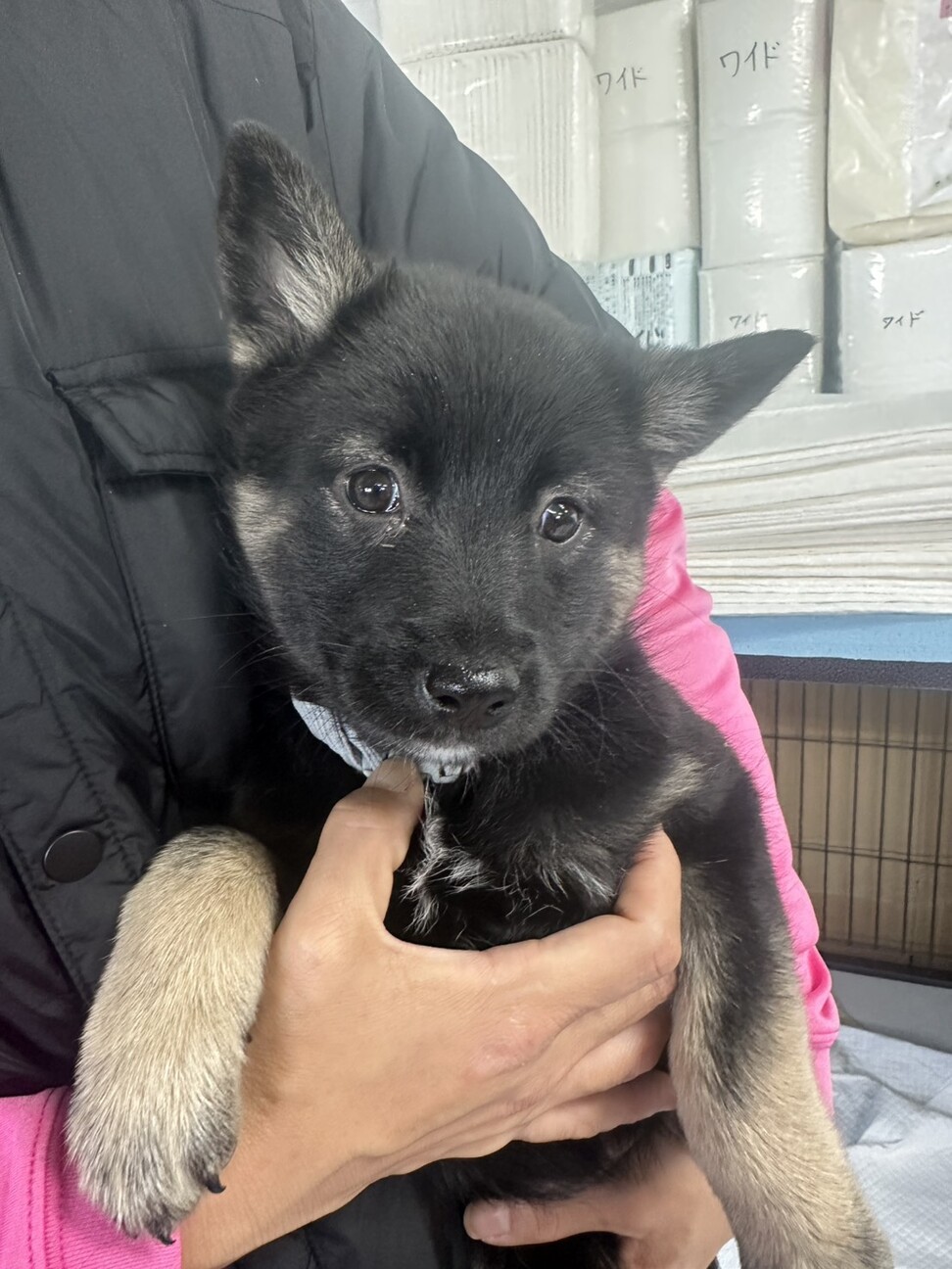 この子を助けてください サムネイル3